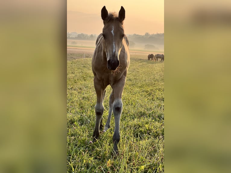 American Quarter Horse Merrie  160 cm Buckskin in Nýrsko