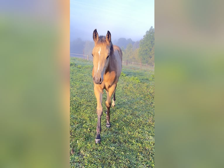 American Quarter Horse Merrie  160 cm Buckskin in Nýrsko