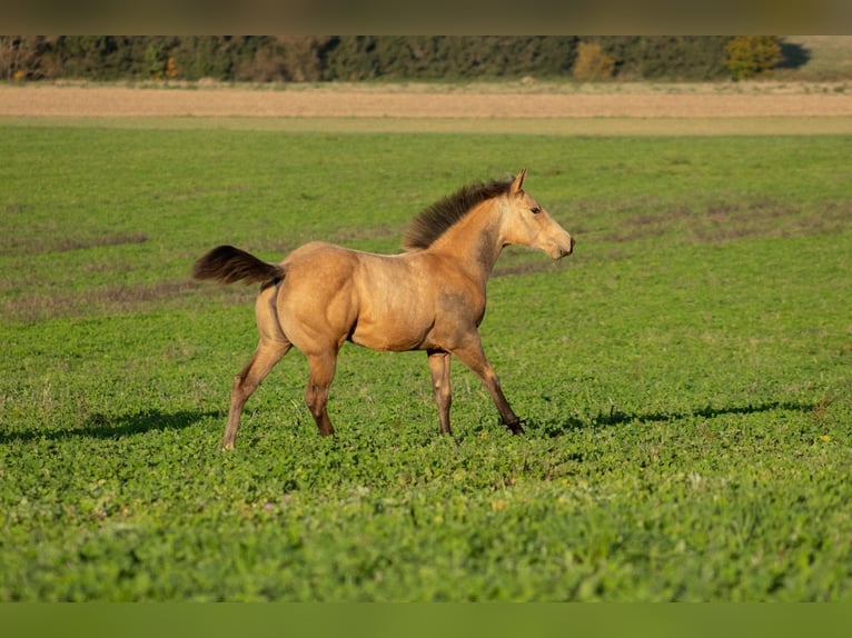 American Quarter Horse Merrie  160 cm Buckskin in Nýrsko