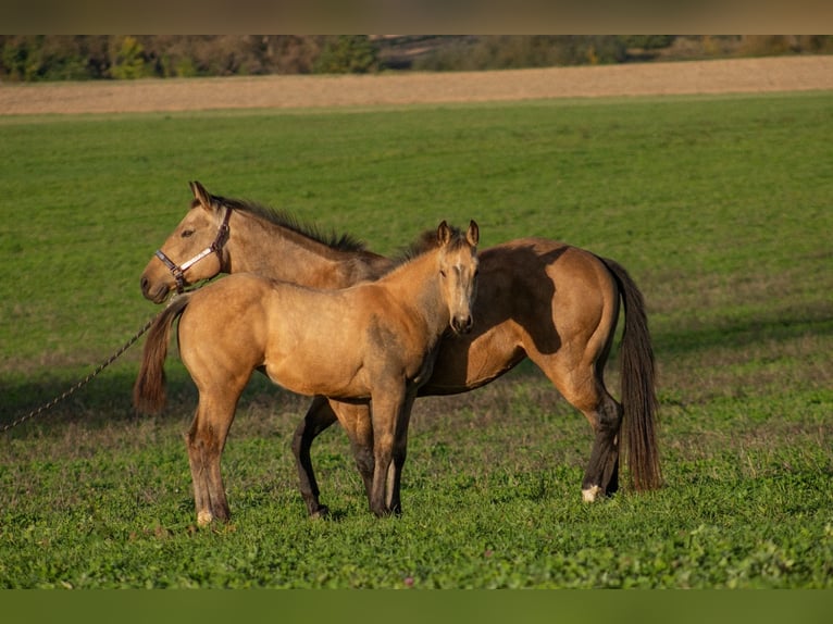 American Quarter Horse Merrie  160 cm Buckskin in Nýrsko