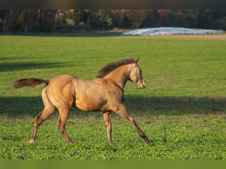 American Quarter Horse Merrie  160 cm Buckskin in Nýrsko