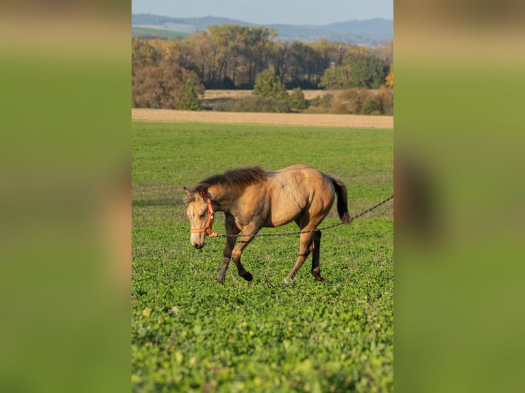 American Quarter Horse Merrie  160 cm Buckskin in Nýrsko