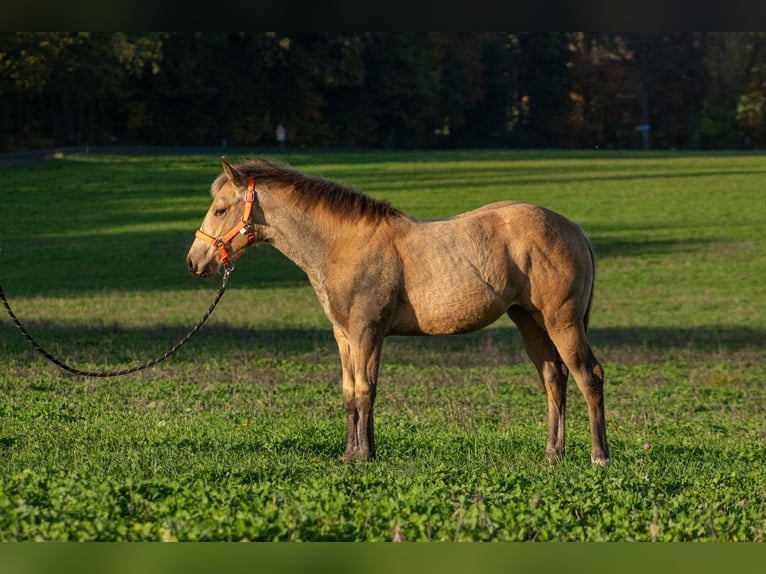 American Quarter Horse Merrie  160 cm Buckskin in Nýrsko