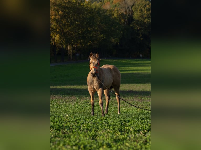 American Quarter Horse Merrie  160 cm Buckskin in Nýrsko