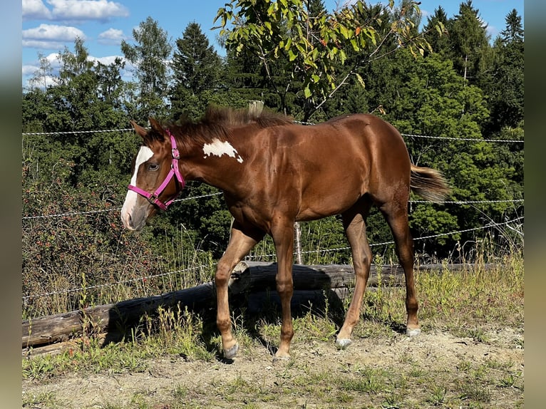 American Quarter Horse Merrie Veulen (03/2025) 160 cm Donkere-vos in KrottendorfKapfenberg