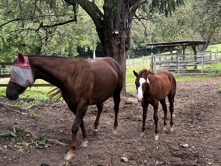 American Quarter Horse Merrie Veulen (03/2025) 160 cm Donkere-vos in KrottendorfKapfenberg