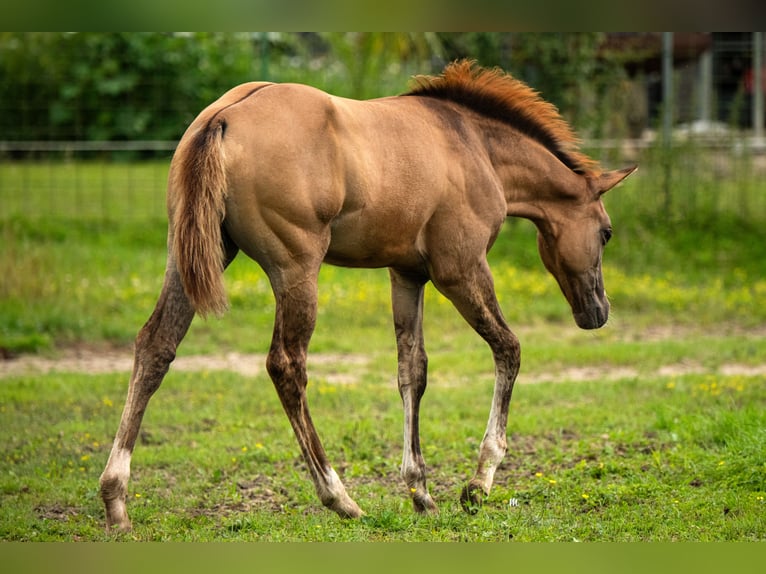 American Quarter Horse Merrie veulen (04/2024) 160 cm Red Dun in Kehl