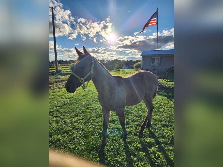 American Quarter Horse Merrie Veulen (04/2025) 163 cm Falbe in Bristolville