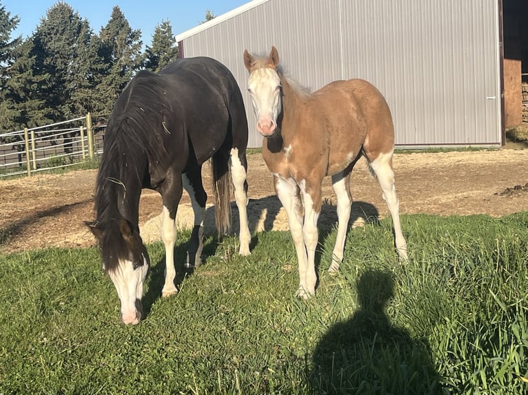 American Quarter Horse Merrie Veulen (01/2026) 163 cm Palomino in Shell Rock