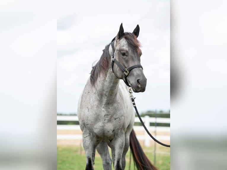 American Quarter Horse Merrie Veulen (04/2025) Blauwschimmel in Hirschau