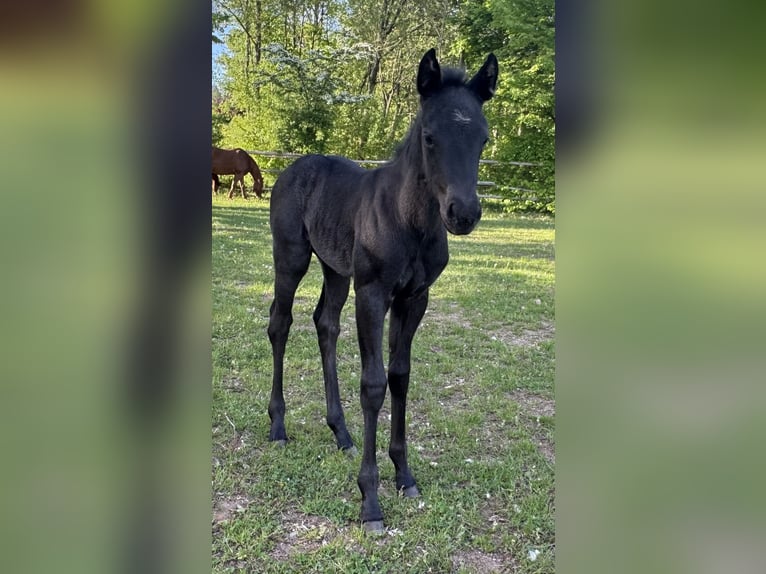 American Quarter Horse Merrie Veulen (04/2025) Blauwschimmel in Hirschau