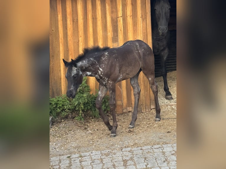 American Quarter Horse Merrie Veulen (04/2025) Blauwschimmel in Hirschau