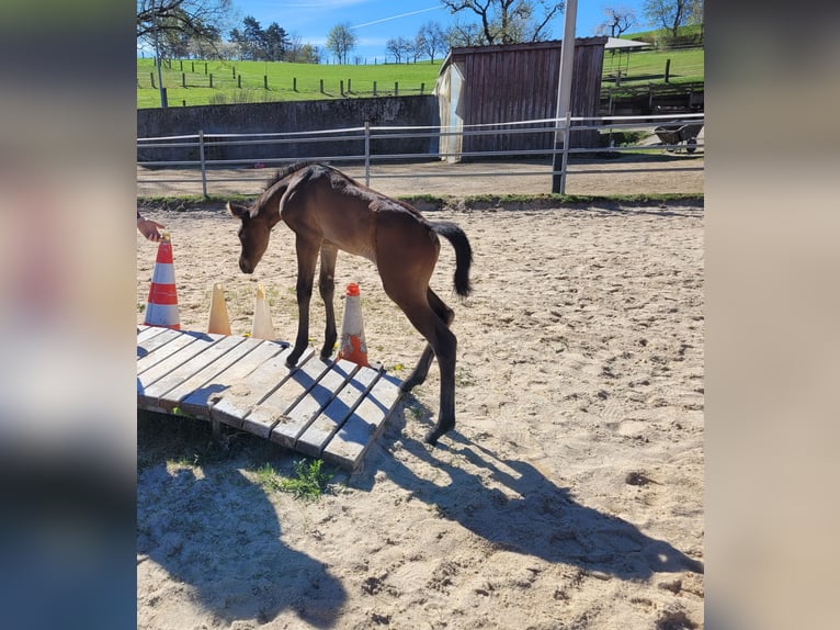 American Quarter Horse Merrie Veulen (04/2026) Bruin in Kemnath