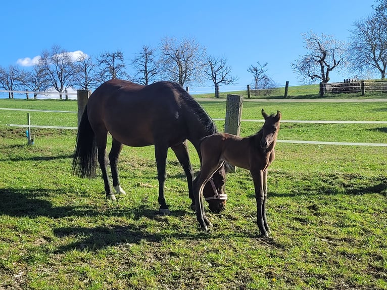 American Quarter Horse Merrie Veulen (04/2026) Bruin in Kemnath