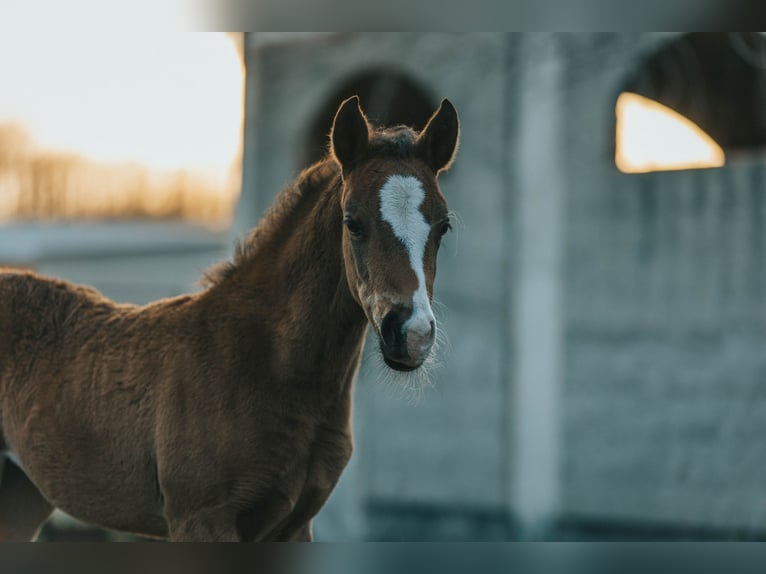 American Quarter Horse Merrie Veulen (01/2026) Bruin in San Michele Di Serino