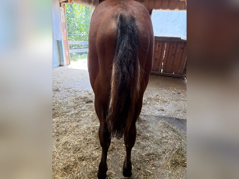 American Quarter Horse Merrie Veulen (03/2026) Bruin in Arnbruck