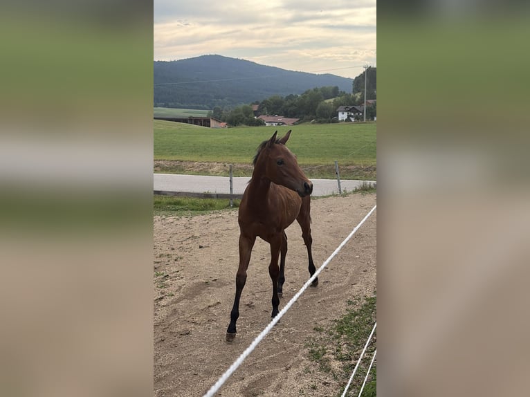 American Quarter Horse Merrie Veulen (03/2026) Bruin in Arnbruck