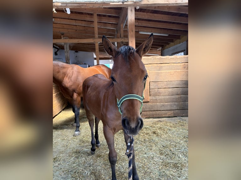 American Quarter Horse Merrie Veulen (03/2026) Bruin in Arnbruck