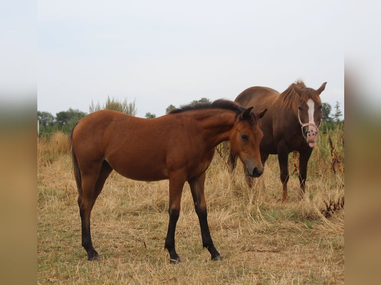 American Quarter Horse Merrie Veulen (02/2026) Bruin in Haren