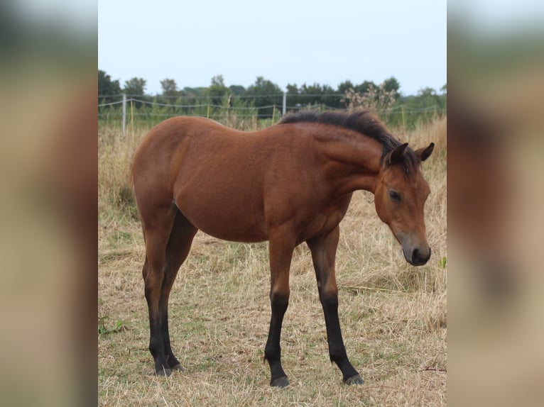 American Quarter Horse Merrie Veulen (02/2026) Bruin in Haren