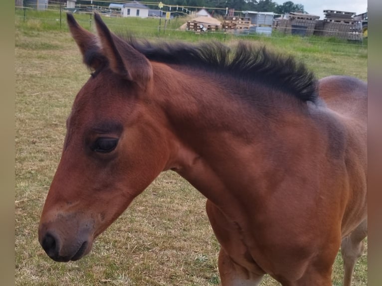 American Quarter Horse Merrie Veulen (05/2025) Bruin in Immenreuth