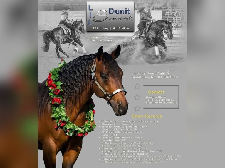 American Quarter Horse Merrie Veulen (05/2025) Bruin in Immenreuth