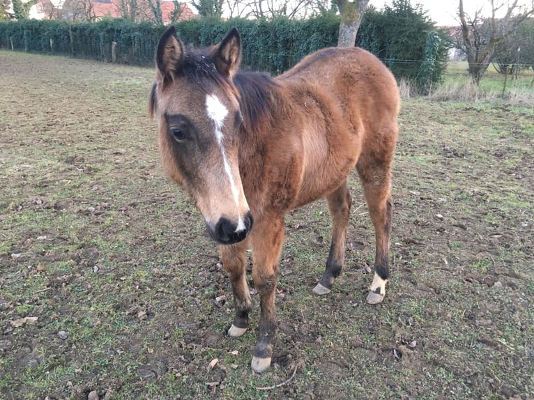 American Quarter Horse Merrie Veulen (06/2025) Buckskin in Petit-Réderching