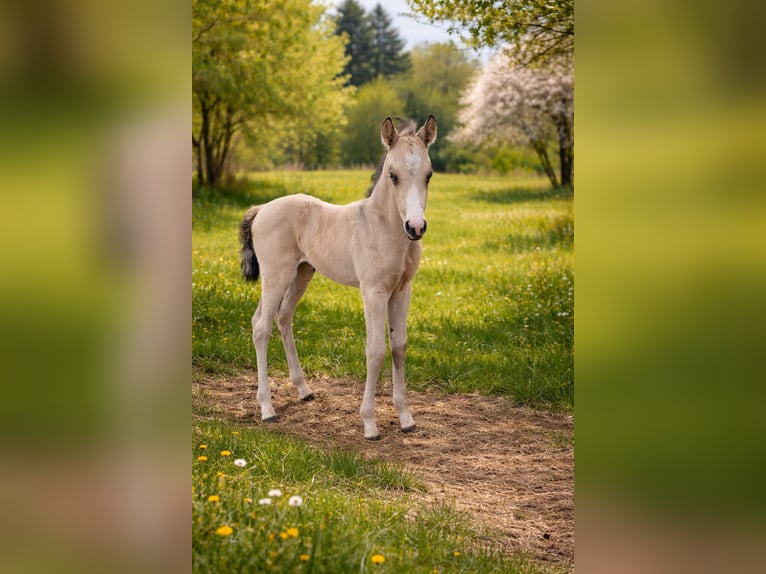 American Quarter Horse Merrie Veulen (03/2026) Buckskin in Stockstadt am Main