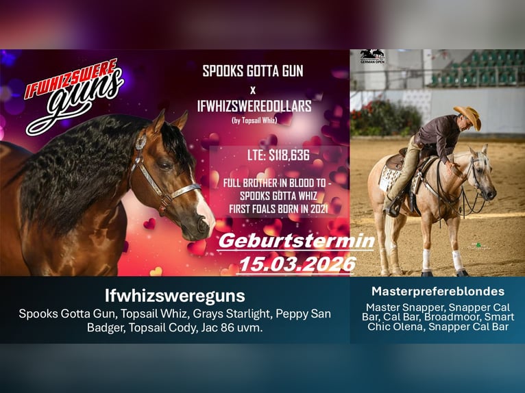 American Quarter Horse Merrie Veulen (03/2026) Buckskin in Stockstadt am Main