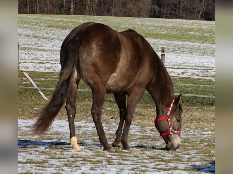 American Quarter Horse Merrie Veulen (01/2026) Buckskin in Schlammersdorf
