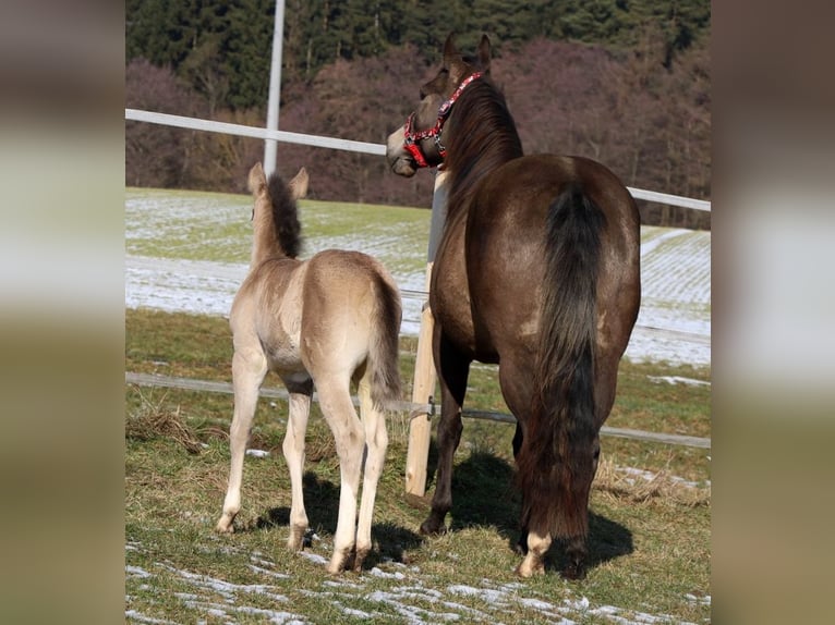 American Quarter Horse Merrie Veulen (01/2026) Buckskin in Schlammersdorf