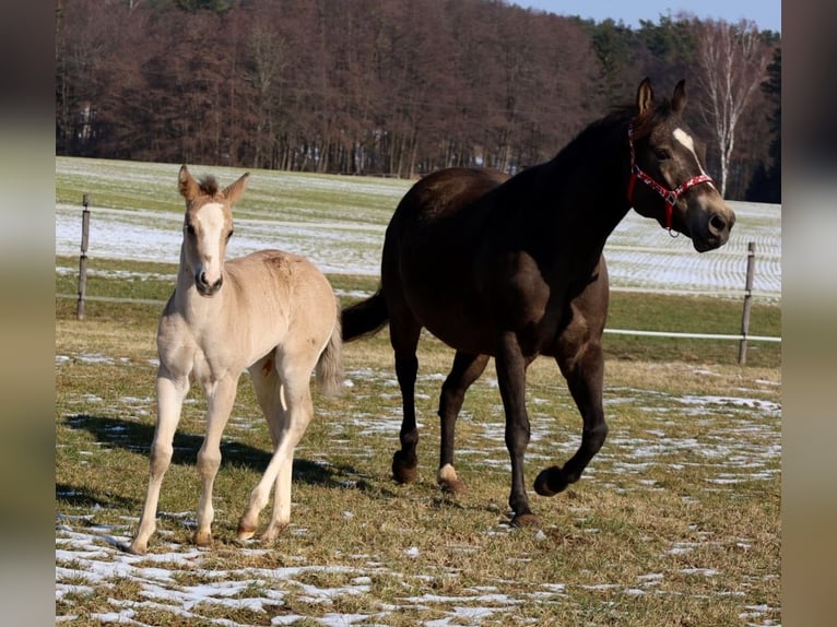 American Quarter Horse Merrie Veulen (01/2026) Buckskin in Schlammersdorf
