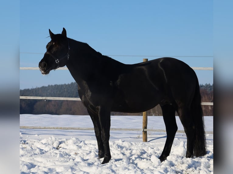 American Quarter Horse Merrie Veulen (01/2026) Buckskin in VorbachSchlammersdorf