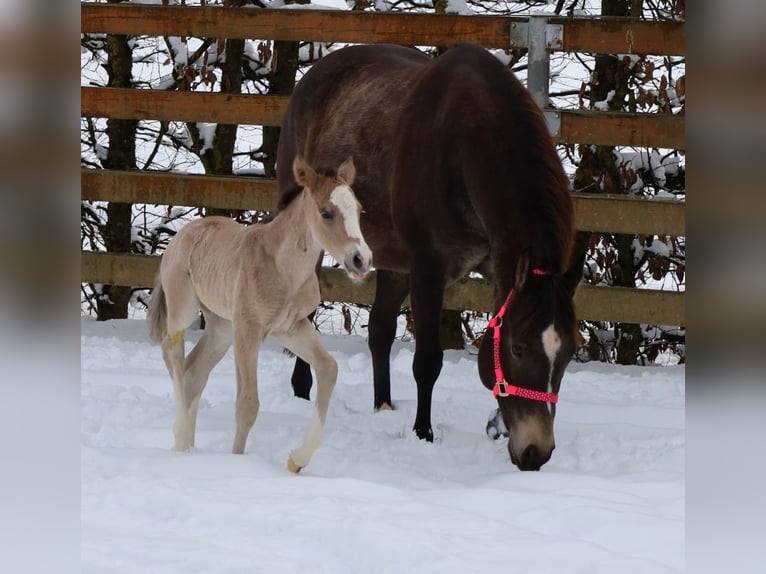 American Quarter Horse Merrie Veulen (01/2026) Buckskin in VorbachSchlammersdorf