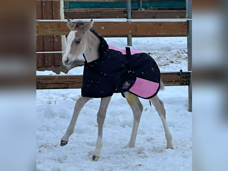 American Quarter Horse Merrie Veulen (01/2026) Buckskin in VorbachSchlammersdorf