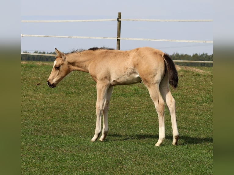 American Quarter Horse Merrie Veulen (02/2026) Buckskin in Schlammersdorf