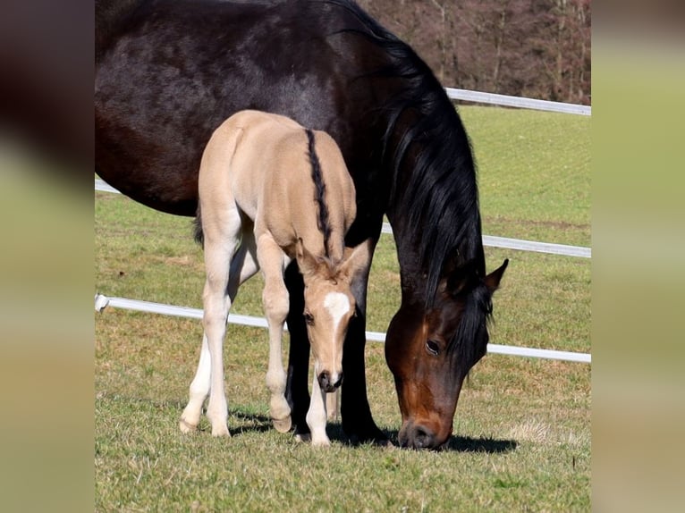 American Quarter Horse Merrie Veulen (02/2026) Buckskin in Schlammersdorf