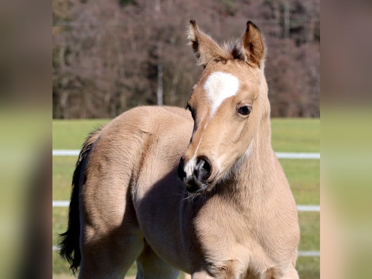 American Quarter Horse Merrie Veulen (02/2026) Buckskin in Schlammersdorf