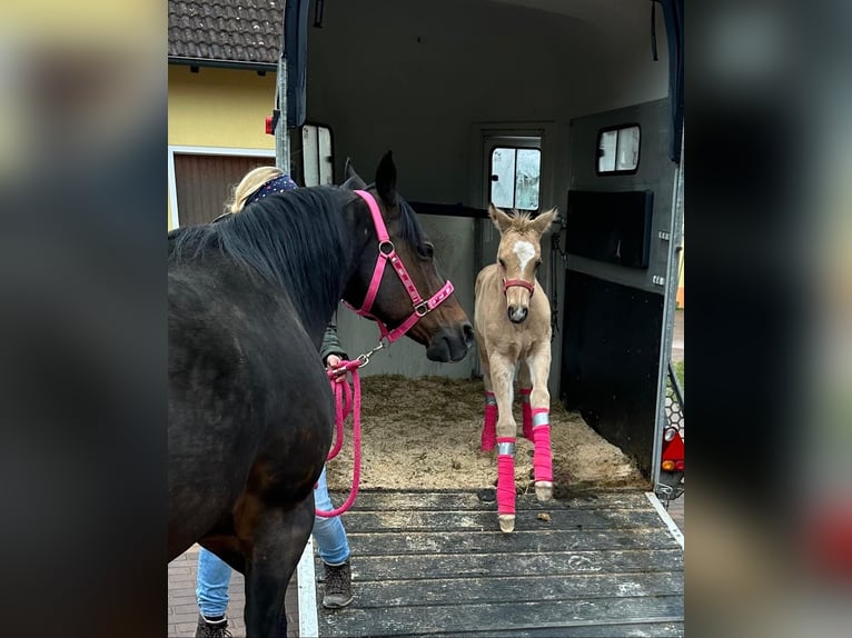 American Quarter Horse Merrie Veulen (02/2026) Buckskin in Schlammersdorf