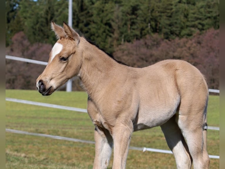 American Quarter Horse Merrie Veulen (02/2026) Buckskin in Schlammersdorf