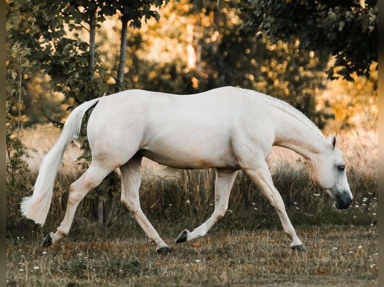 American Quarter Horse Merrie Veulen (02/2026) Buckskin in Schlammersdorf