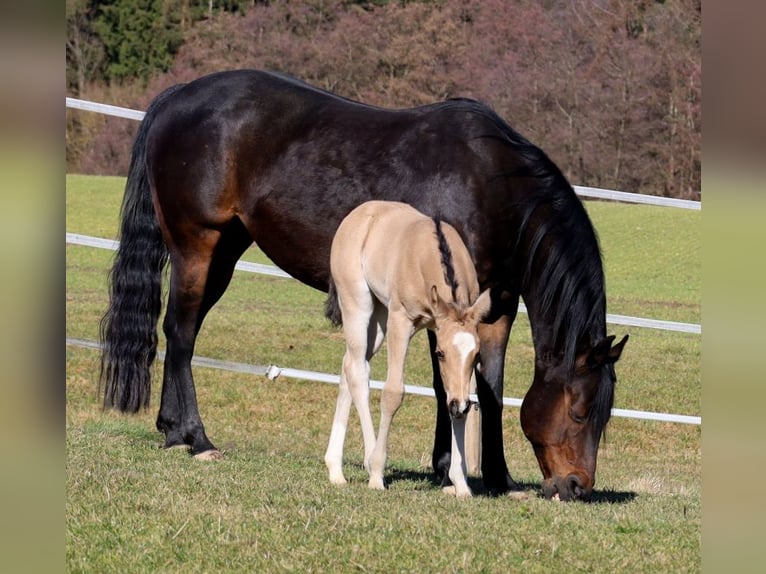 American Quarter Horse Merrie Veulen (02/2026) Buckskin in Schlammersdorf