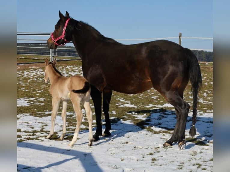 American Quarter Horse Merrie Veulen (02/2026) Buckskin in Schlammersdorf