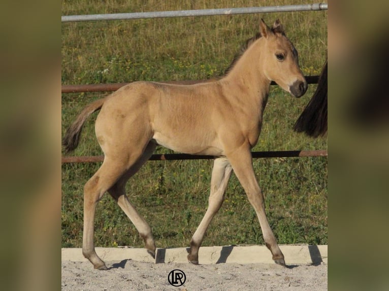 American Quarter Horse Merrie Veulen (05/2026) Buckskin in PessolaVarsi (PR)