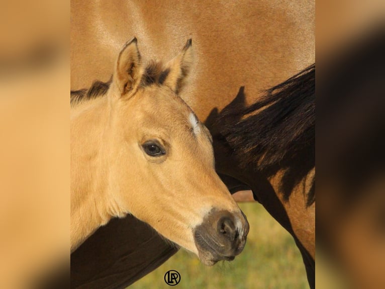 American Quarter Horse Merrie Veulen (05/2026) Buckskin in PessolaVarsi (PR)