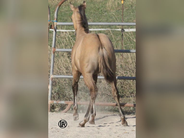 American Quarter Horse Merrie Veulen (05/2026) Buckskin in VARSI PR