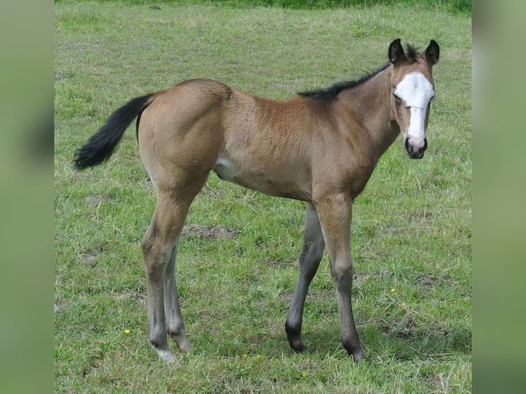 American Quarter Horse Merrie veulen (04/2024) Buckskin in Dortmund