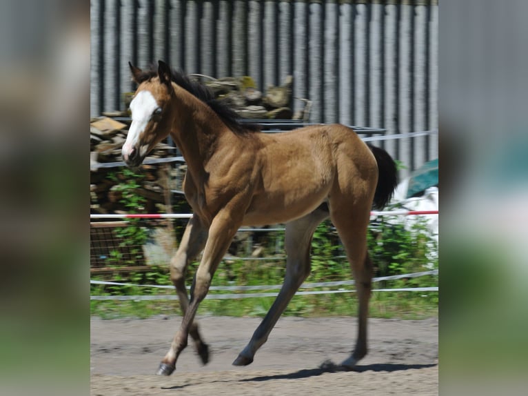 American Quarter Horse Merrie veulen (04/2024) Buckskin in Dortmund