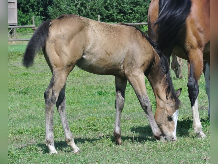 American Quarter Horse Merrie veulen (04/2024) Buckskin in Dortmund