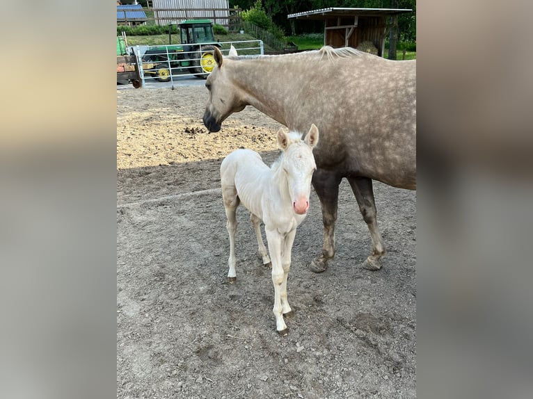 American Quarter Horse Merrie veulen (05/2024) Cremello in Mehren